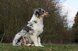 BERGER AUSTRALIEN PUPPIES 389